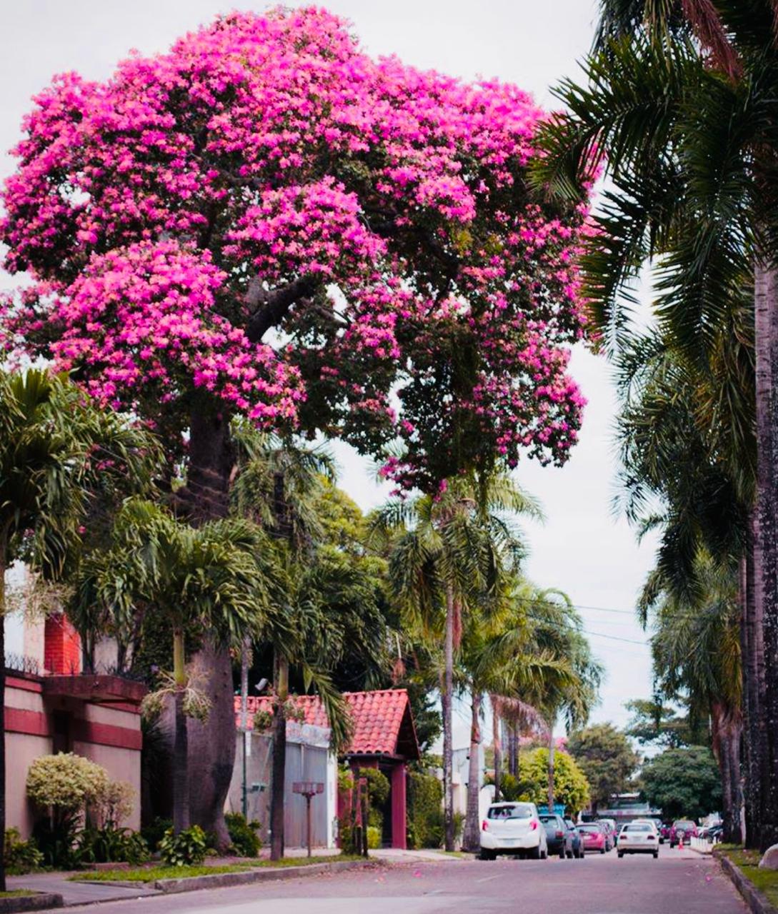 toborochi tree
