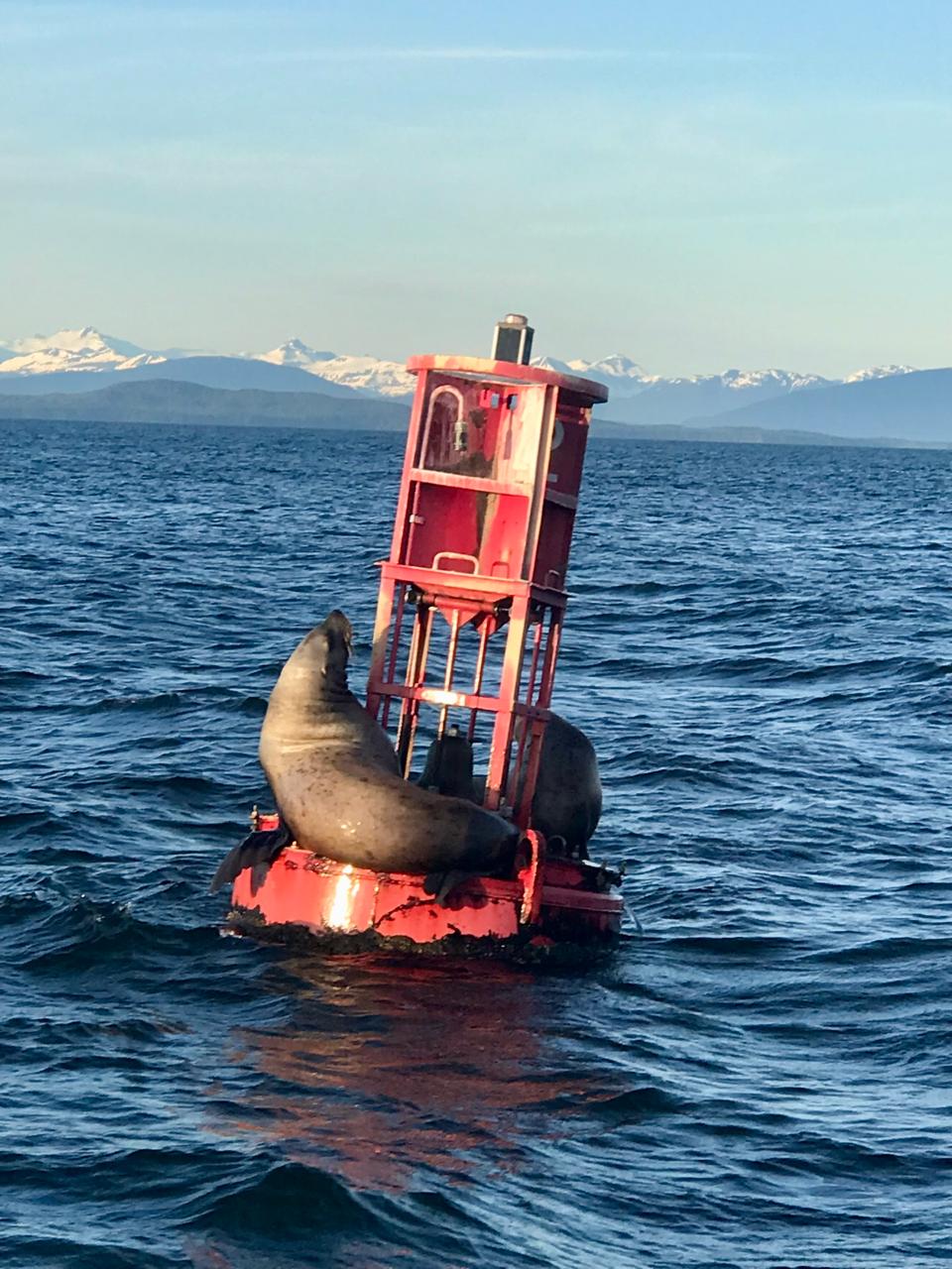 Alaska Sea Lion