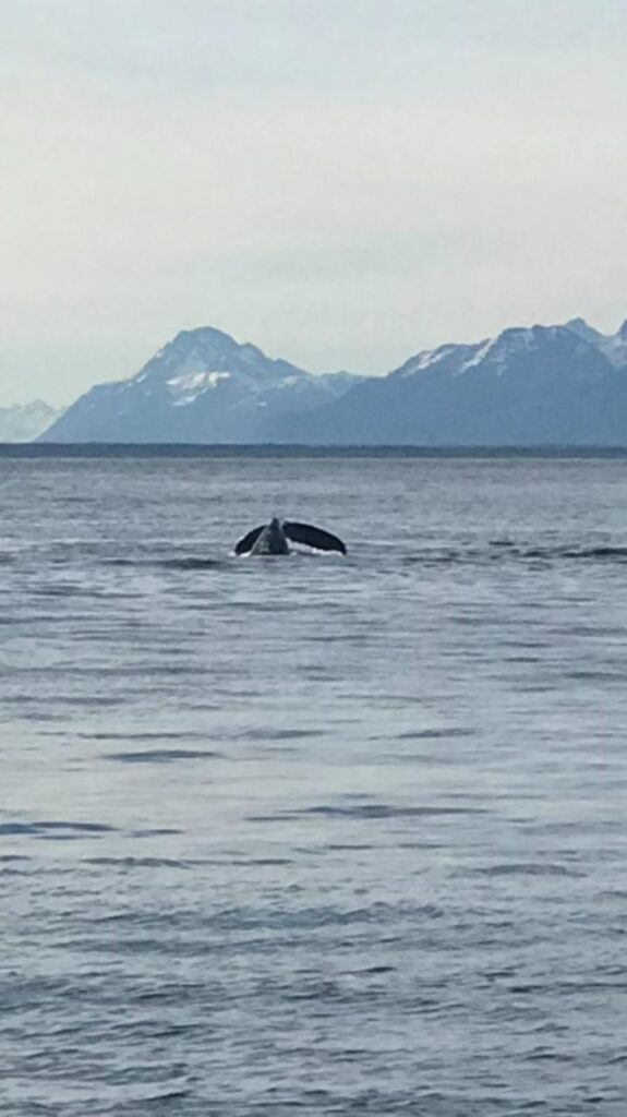 Alaska cruises for seniors