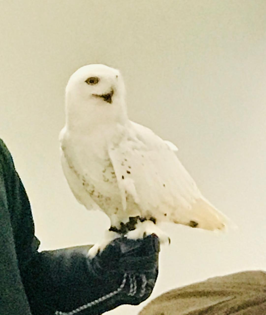 white owl