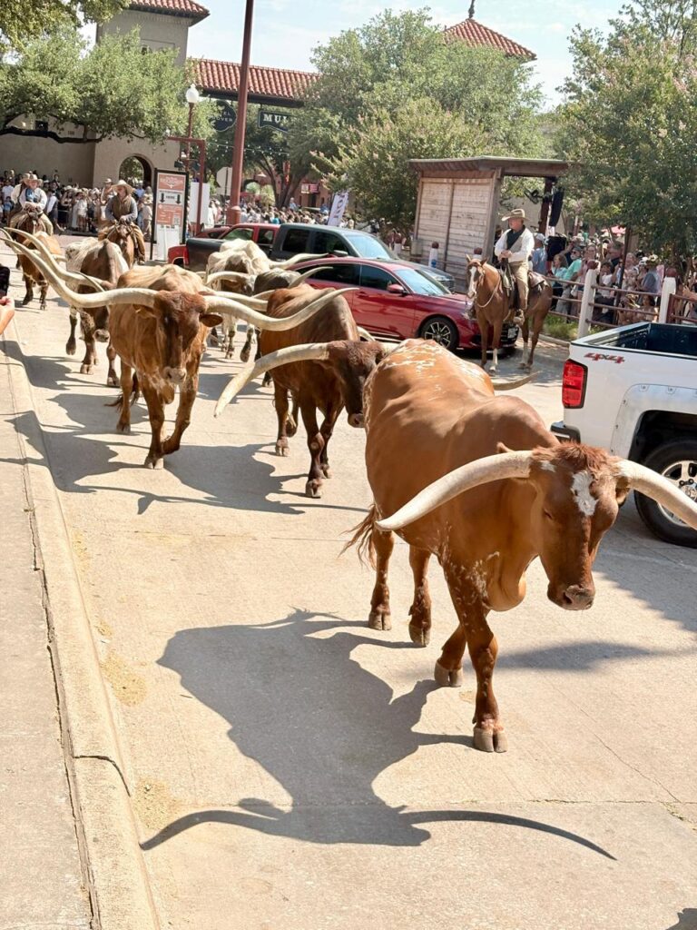 herd of longhorn cattle