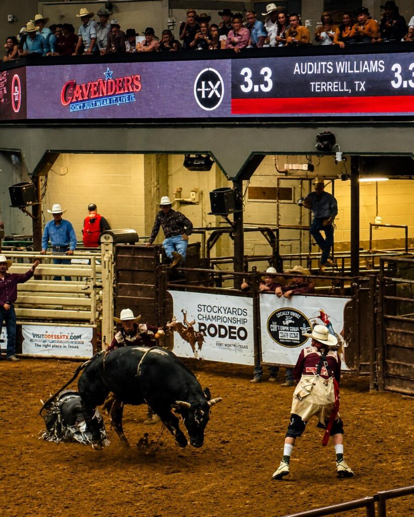 a cowboy on a bucking bronco and another cowboy running beside him in the fort worth cow coliseum